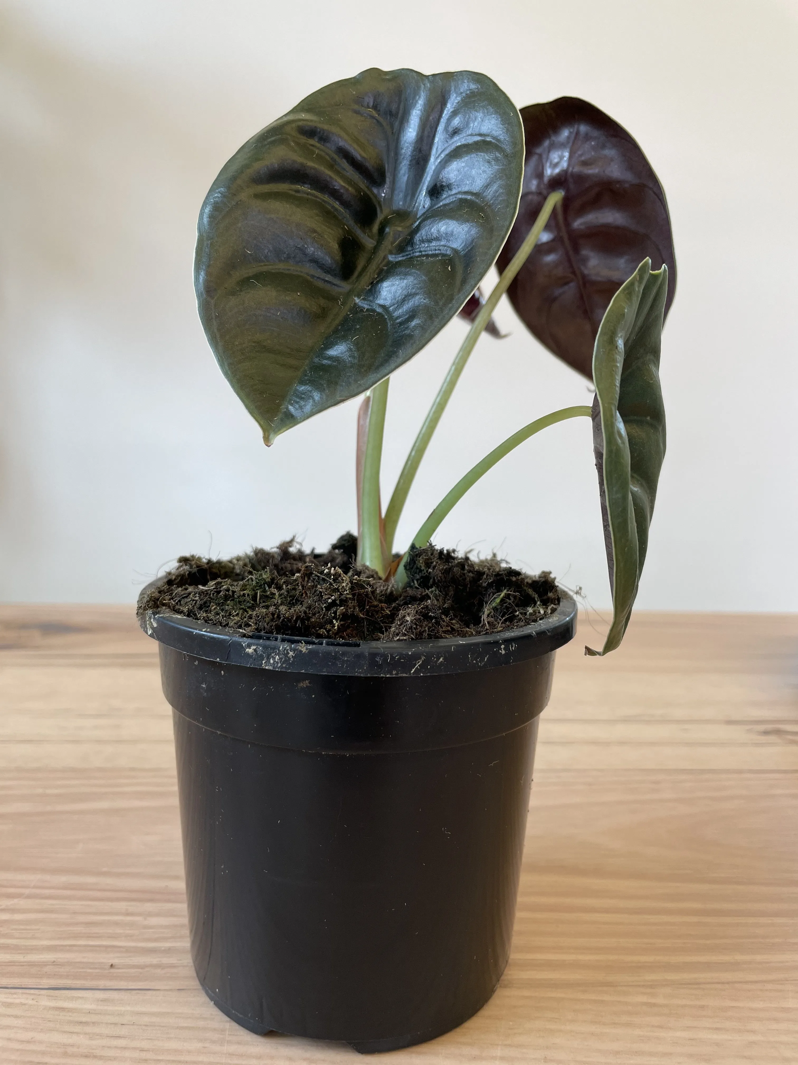 Alocasia cuprea 'Red Secret'