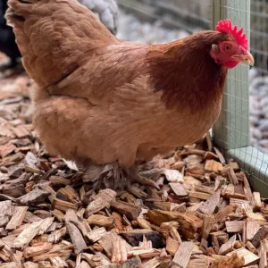 Chicken Coop Chips