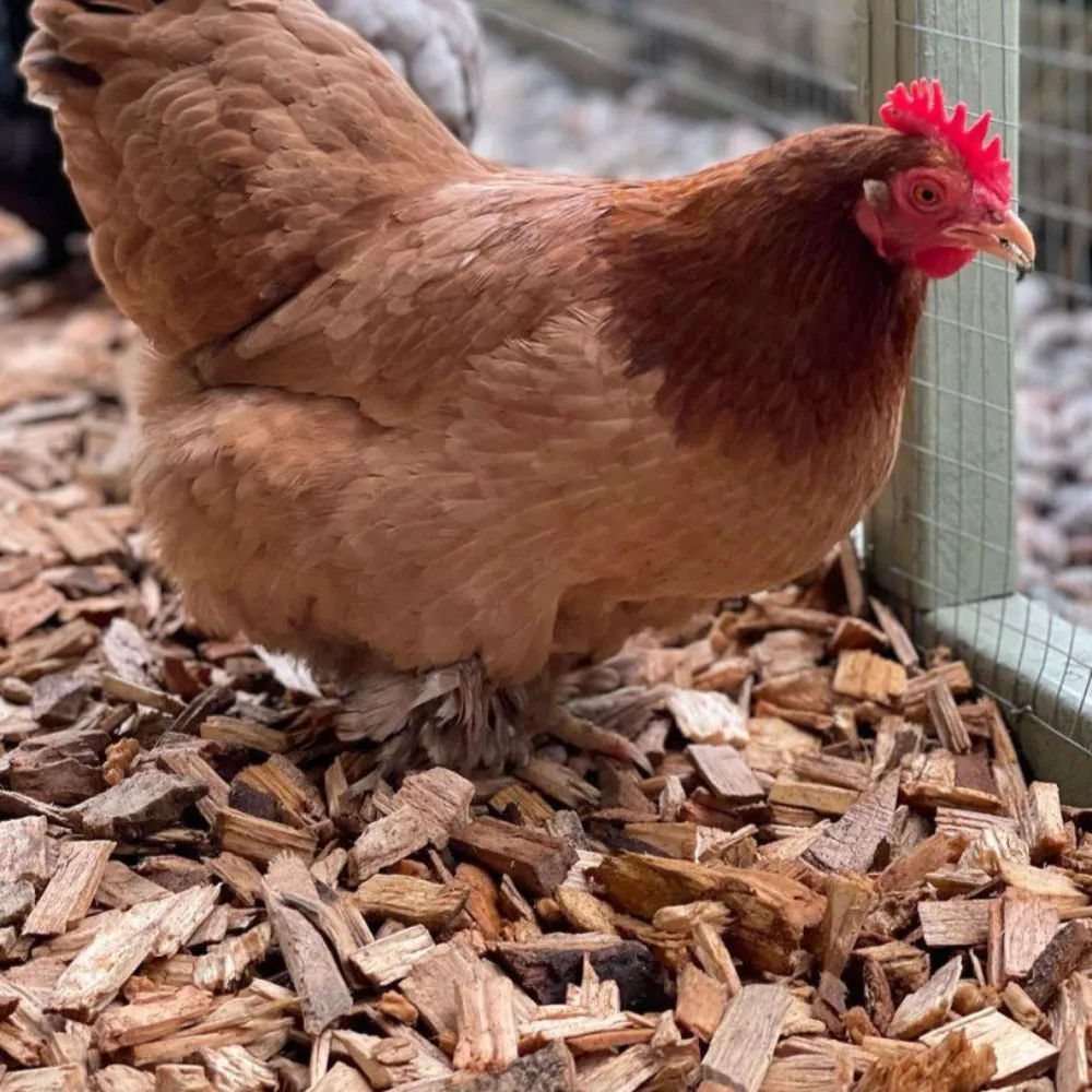 Chicken Coop Chips