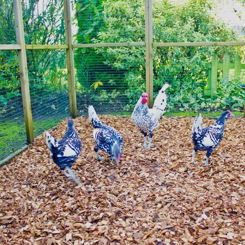 Chicken Coop Chips