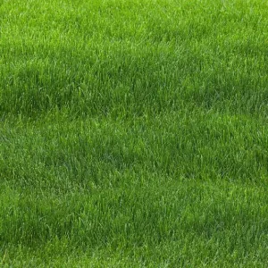 Grass Floor-rf