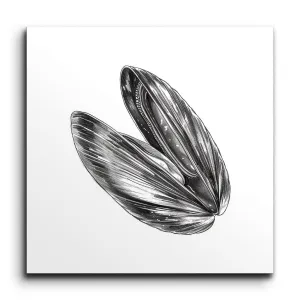Monochrome Mussel Shell: Natures Exquisite Detail
