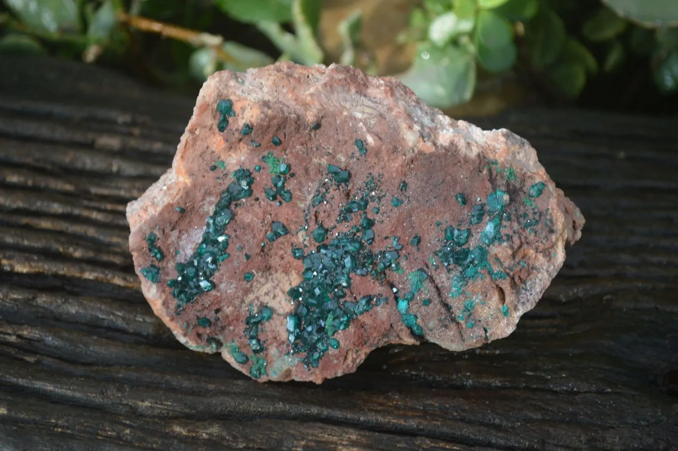 Natural Emerald Dioptase On Red Dolomite Matrix Specimen x 1 From Likasi, Congo