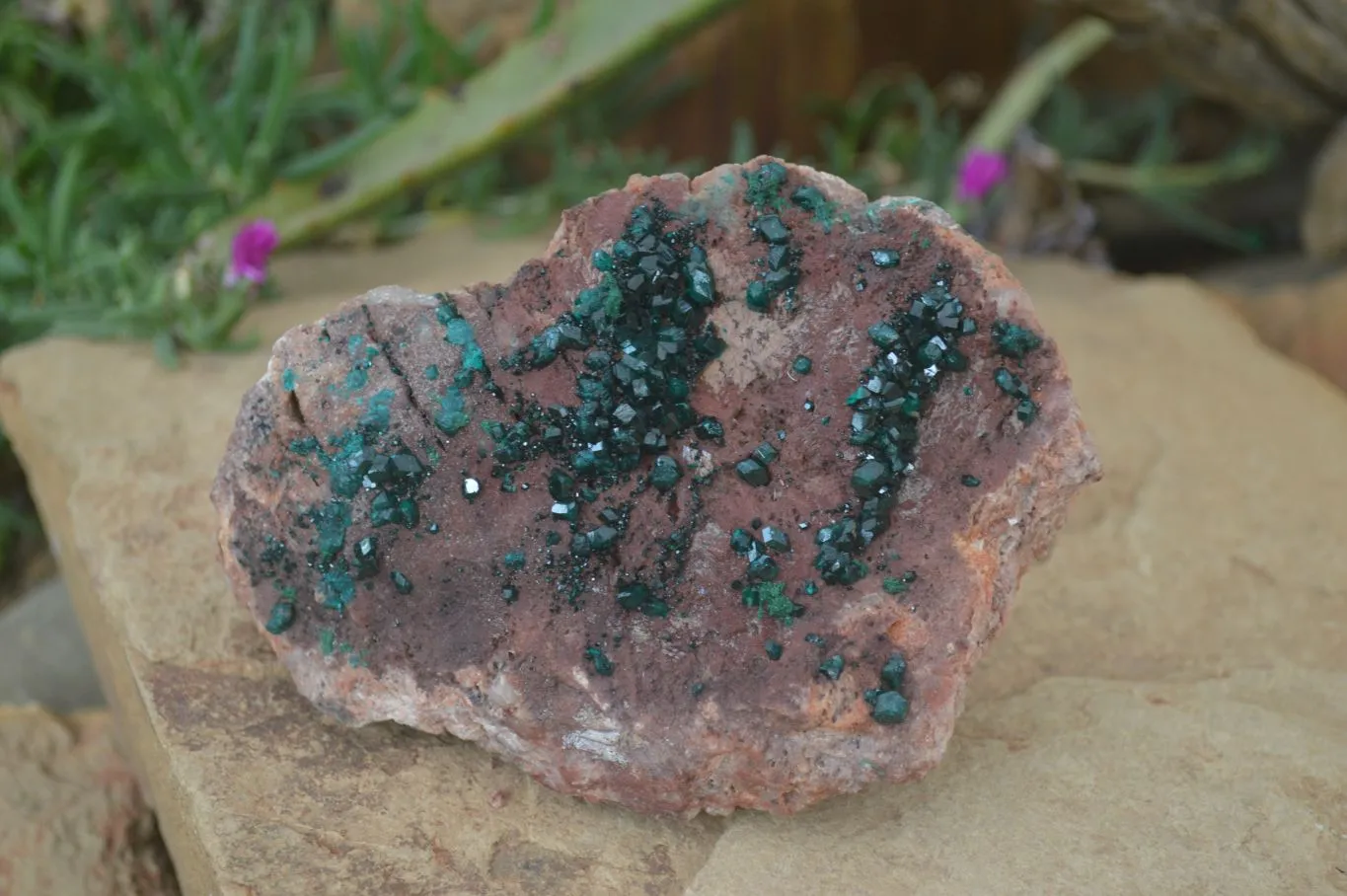 Natural Emerald Dioptase On Red Dolomite Matrix Specimen x 1 From Likasi, Congo