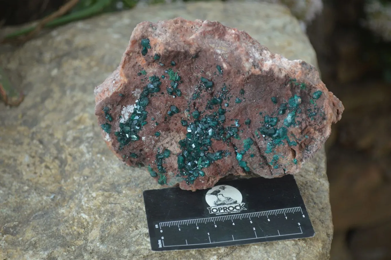 Natural Emerald Dioptase On Red Dolomite Matrix Specimen x 1 From Likasi, Congo