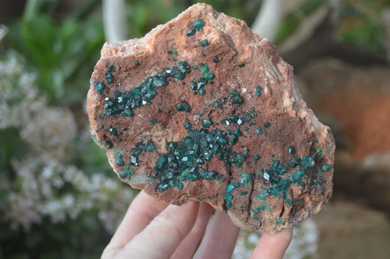 Natural Emerald Dioptase On Red Dolomite Matrix Specimen x 1 From Likasi, Congo