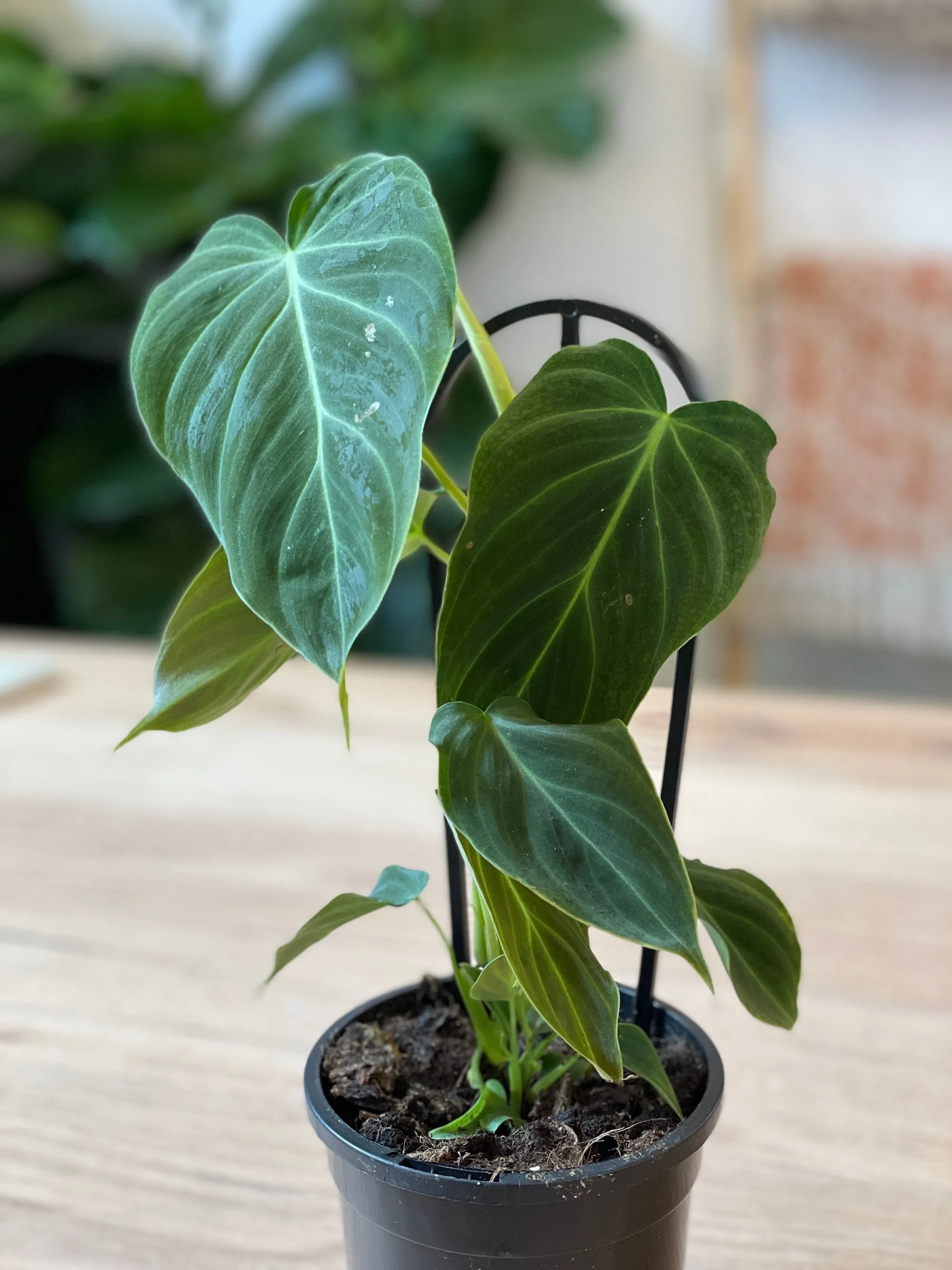 Philodendron verrucosum x melanochrysum 'Splendid'