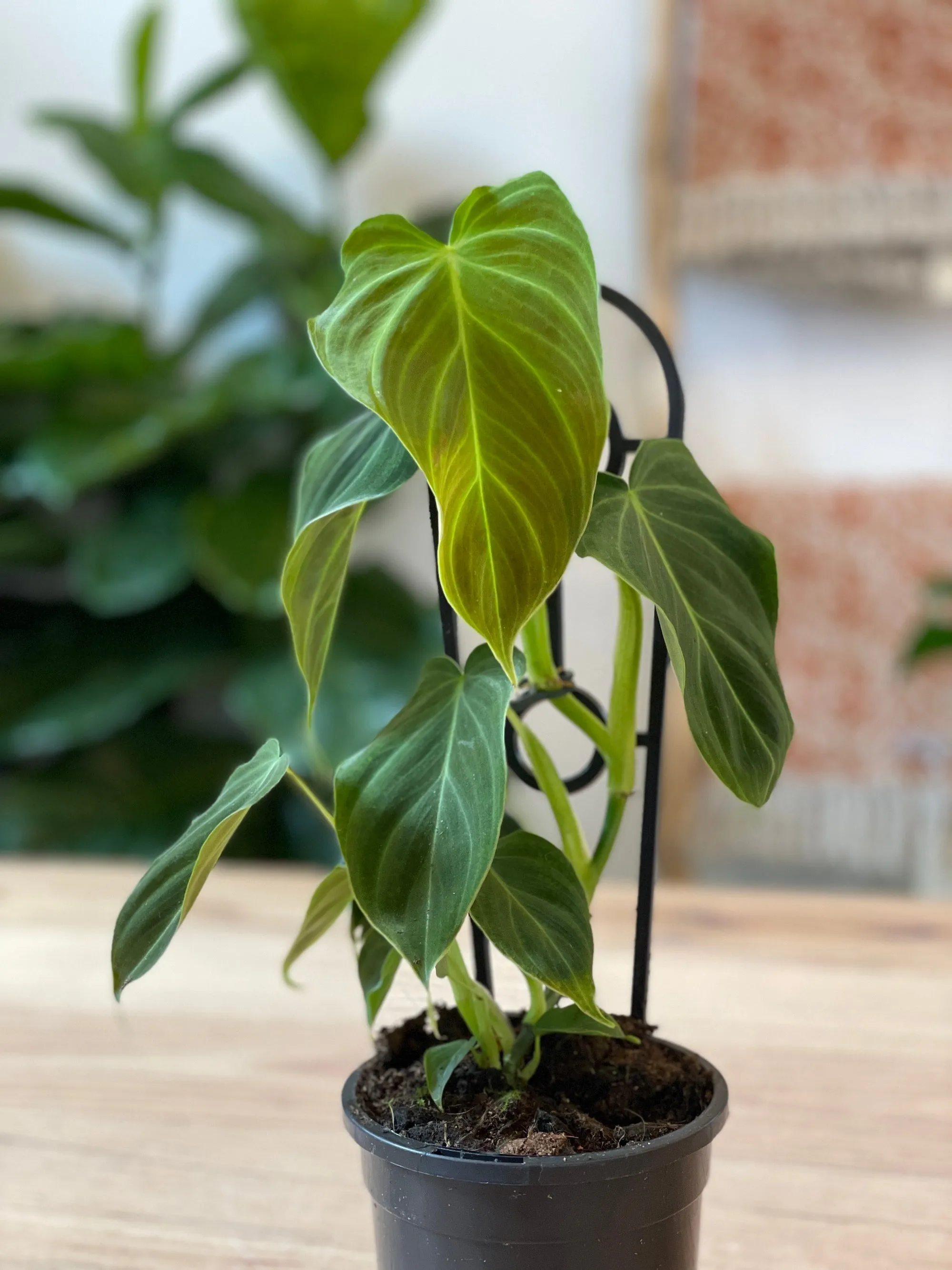Philodendron verrucosum x melanochrysum 'Splendid'