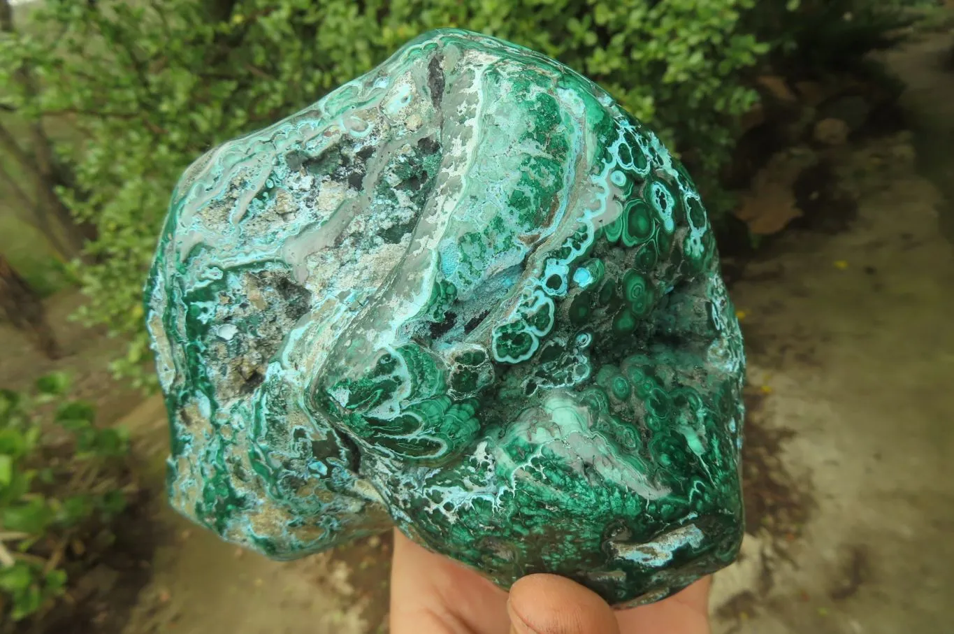 Polished Flower Banded Malacolla Free Forms x 2 From Congo