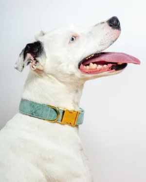 Sage Velvet Dog Collar (Made in the USA) (FINAL SALE)
